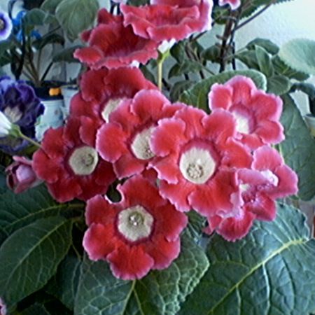 gloxinia